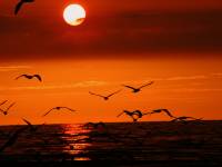 Sunset-Sea-Birds